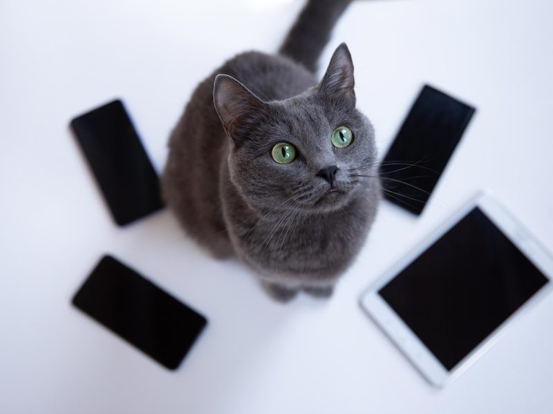 24/7 Veterinary Telehealth Services