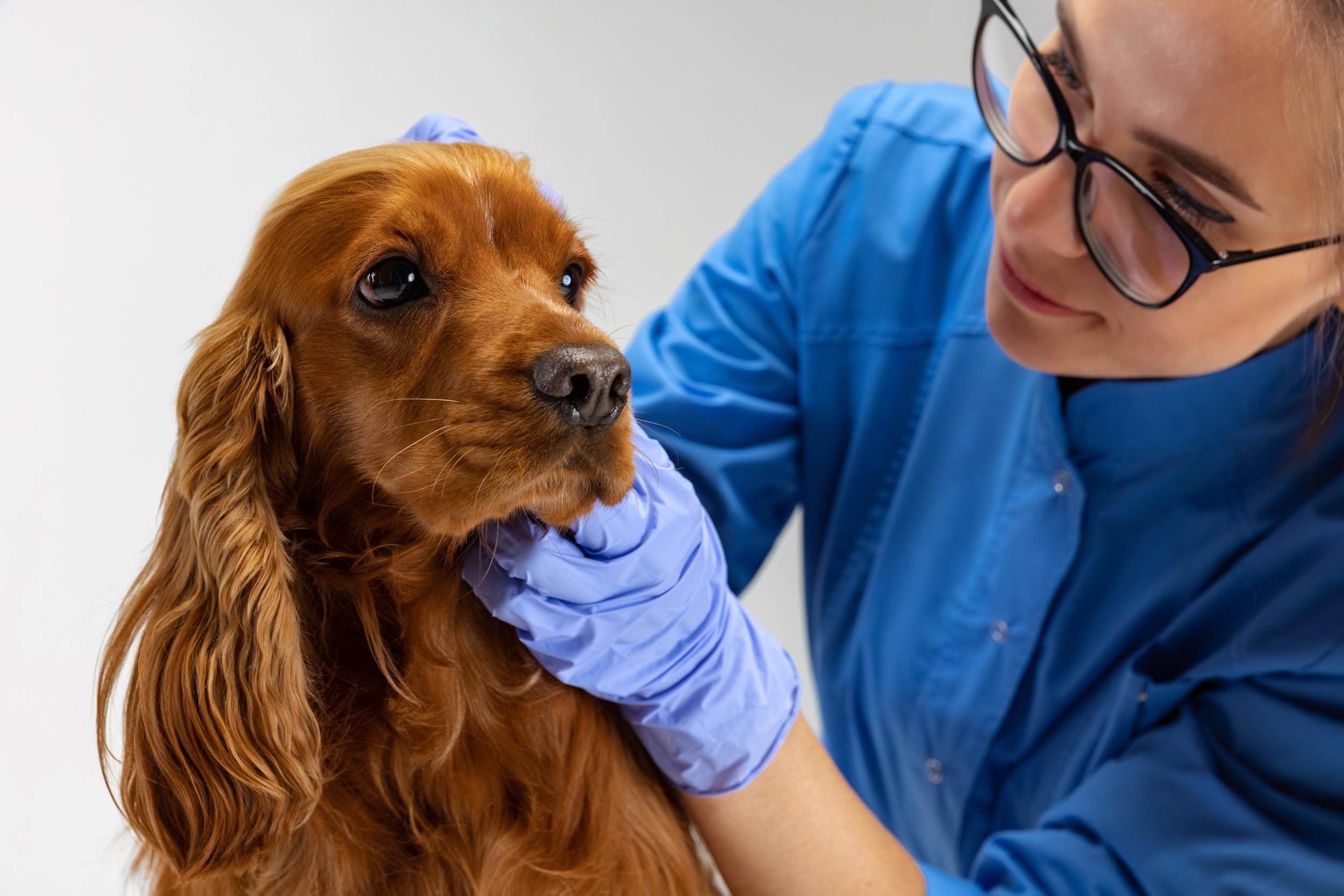 Spaniel Getting a Vet Health Check